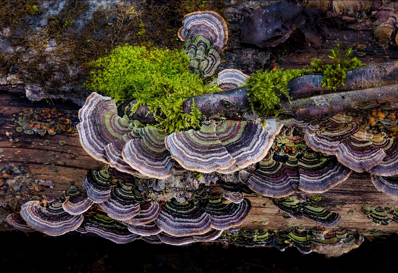 Trametes Versicolor 22-7656.jpg